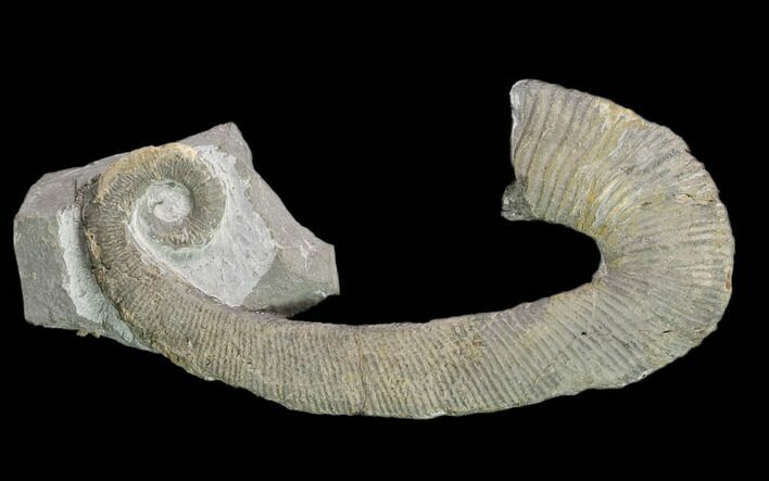 Rare, Heteromorph (Ancyloceras sp?) Ammonite - France #139146
